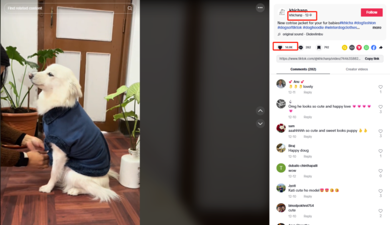 年入千万美金! 小众宠物用品在海外爆火出圈!-教程导航